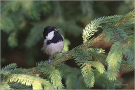 <p>SÝKORA UHELNÍČEK (Periparus ater) ---- /Coal tit - Tannenmeise/</p>